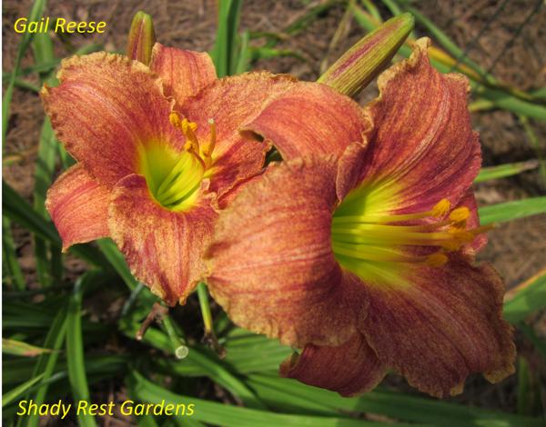 Gail Reese (4)