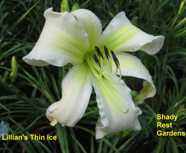 Lillian's Thin Ice (3)
