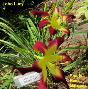 Lobo Lucy (2)