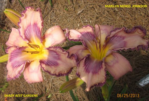 MARILYN MORSS JOHNSON (5)