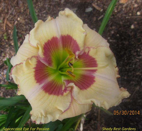 Spacecoast Eye For Passion