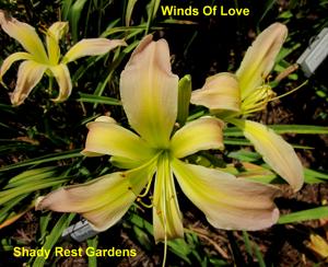 Winds Of Love