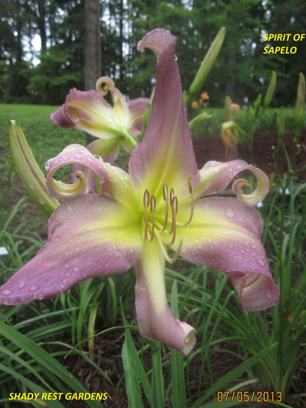 SPIRIT OF SAPELO (3)