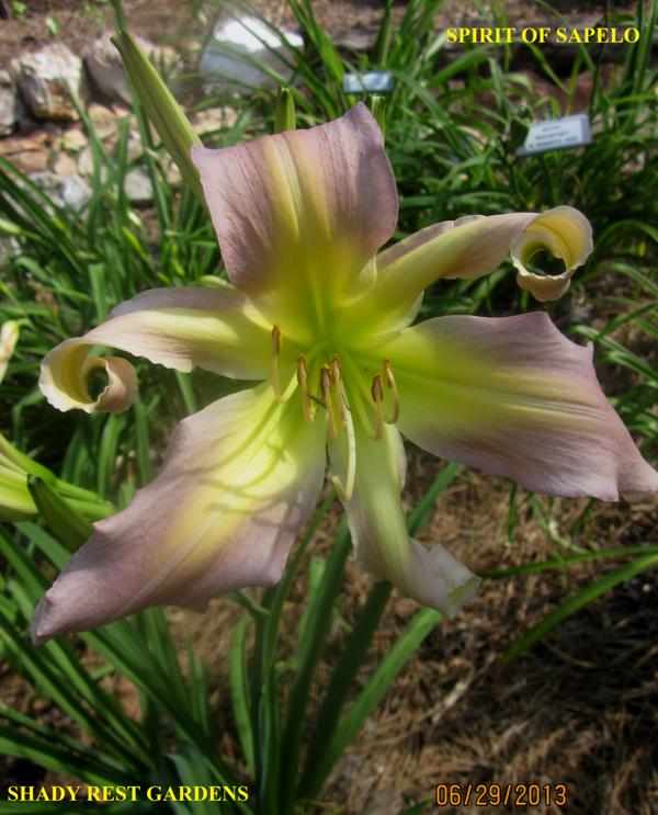 SPIRIT OF SAPELO (5)