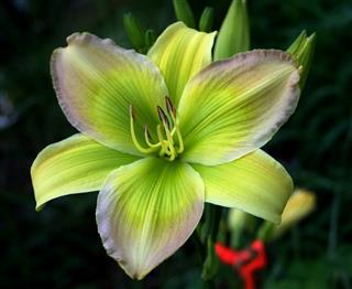rhapsody-in-green