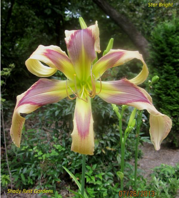 Star Bright (2)