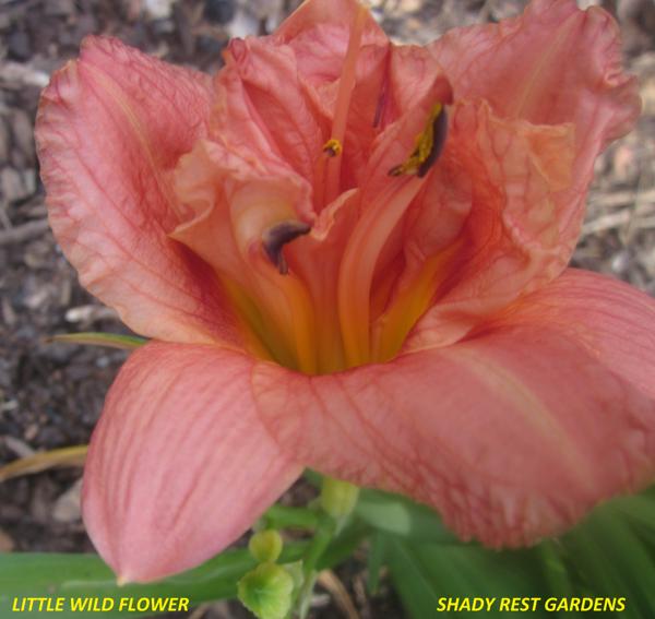 LITTLE WILD FLOWER