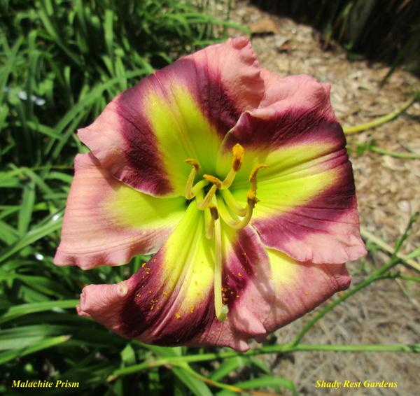 Malachite Prism (rebloom mid August 2017)