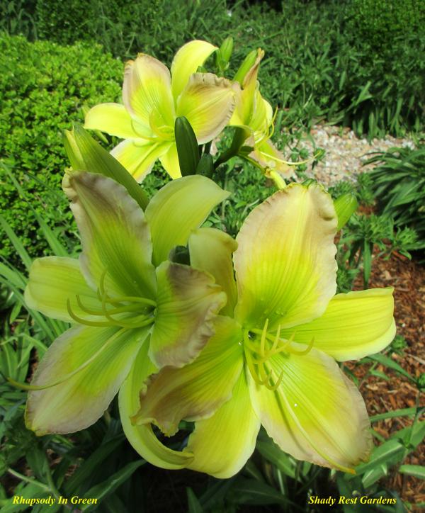 Rhapsody In Green 001