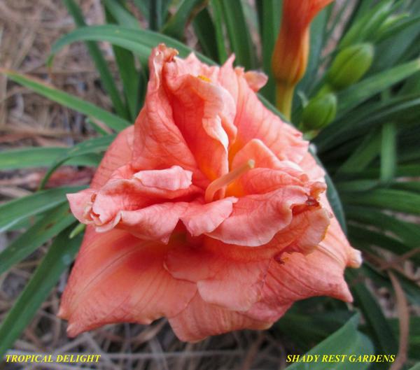 TROPICAL DELIGHT (2)