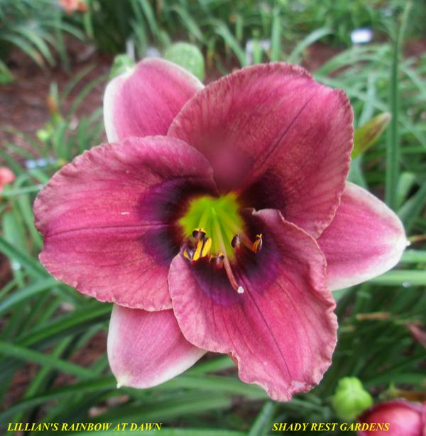 LILLIAN'S RAINBOW AT DAWN 001