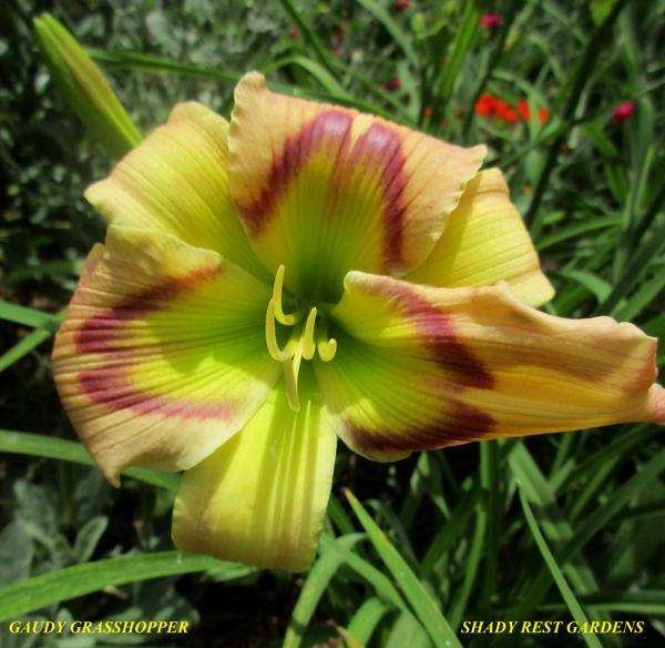 GAUDY GRASSHOPPER 001