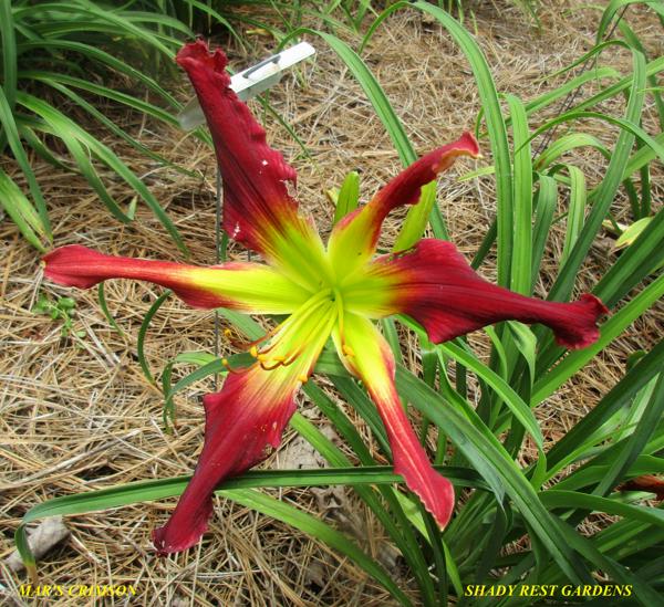 MAR'S CRIMSON