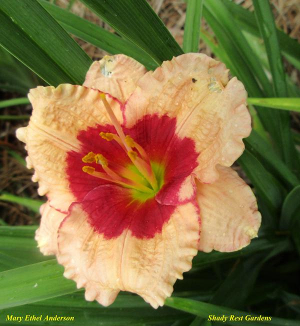 Mary Ethel Anderson 001