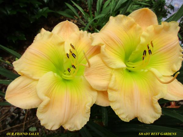 OUR FRIEND SALLY 001