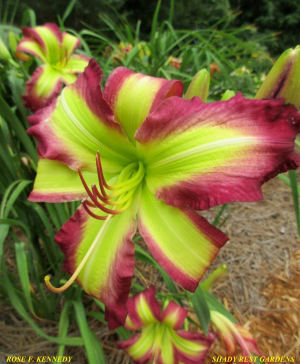 ROSE F. KENNEDY 002