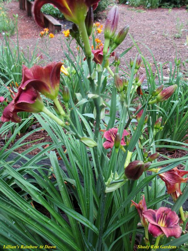 Lillian's Rainbow At Dawn 002