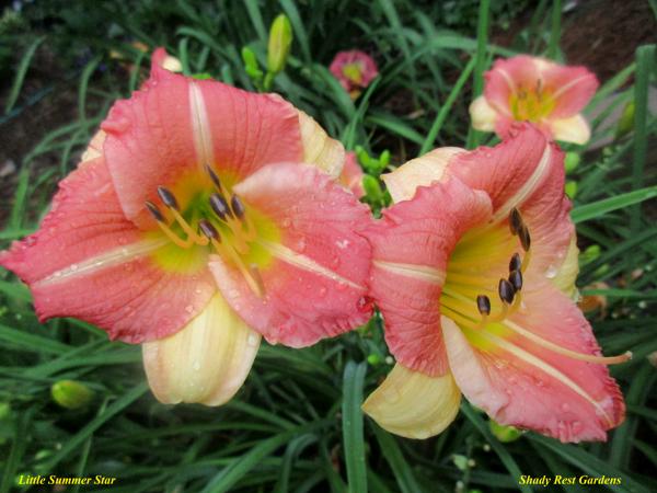 Little Summer Star