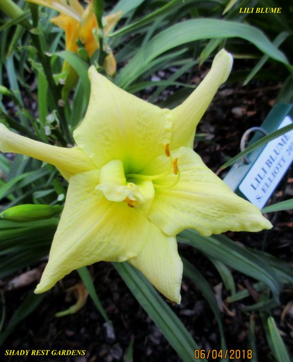 LILI BLUME