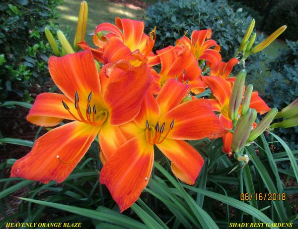 HEAVENLY ORANGE BLAZE