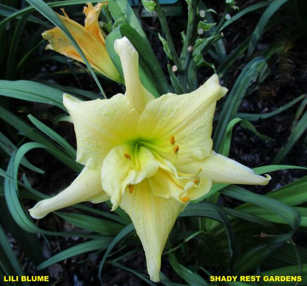 LILI BLUME 001