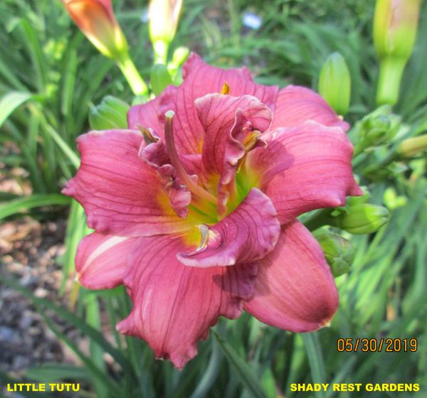 LITTLE TUTU 002