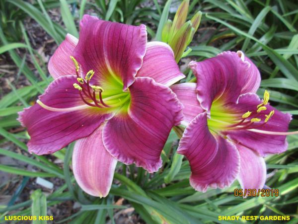LUSCIOUS KISS