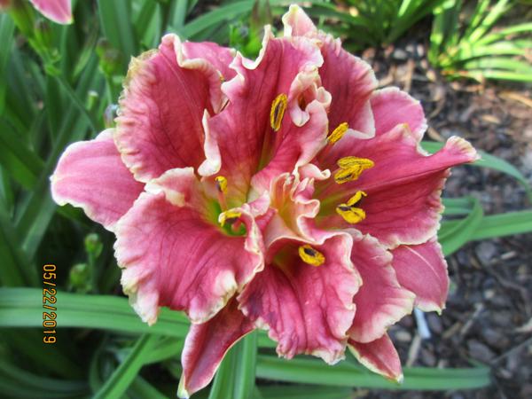 Little Red Flirt (fused bloom)