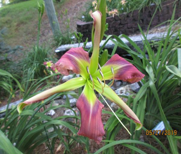 Rosemary Whitacre 001