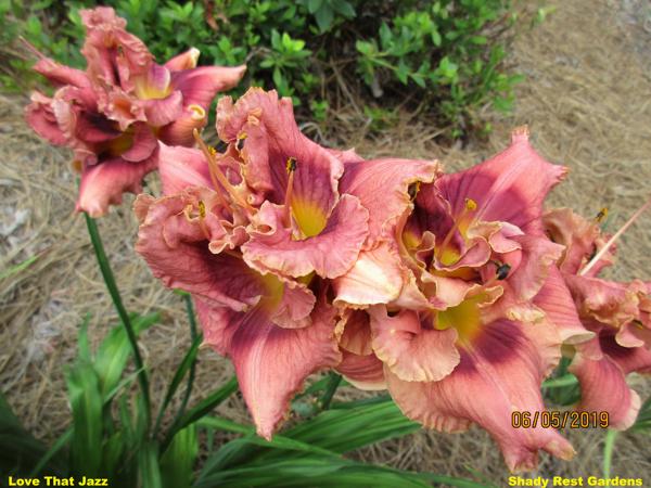 Love That Jazz 001
