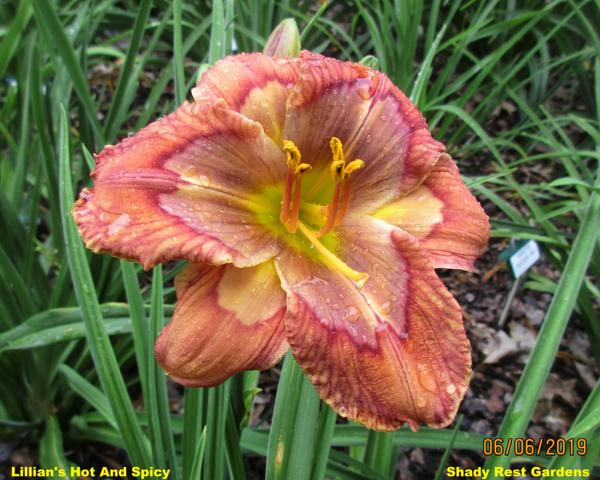 Lillian's Hot And Spicy 001