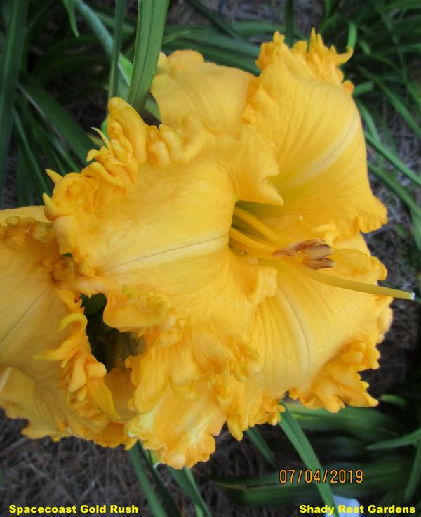 Spacecoast Gold Rush 002