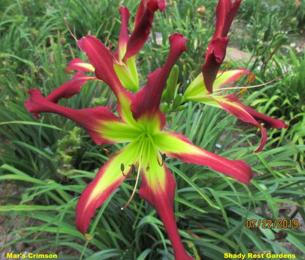 Mar's Crimson 001