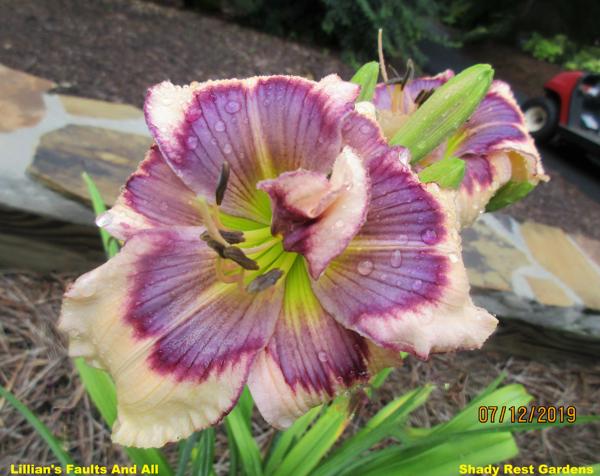 Lillian's Faults And All (2)