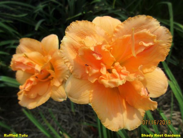 Ruffled Tutu