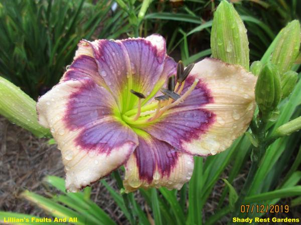 Lillian's Faults And All (3)