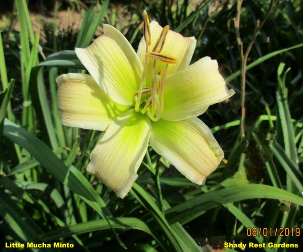 Little Mucha Minto 003