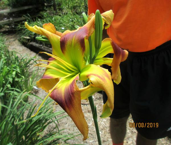Lime Painted Licorice (David hybridizing it.)