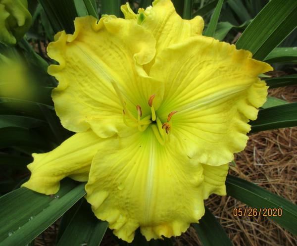 Ruffled Perfection