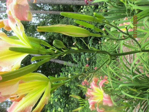 Garden Fairy scape