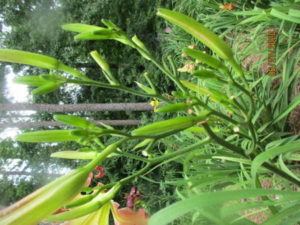 Garden Fairy scape 001