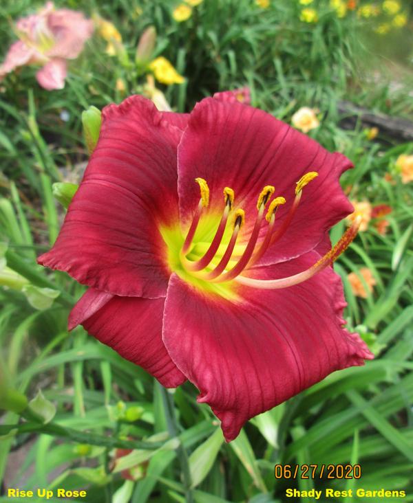 Rise Up Rose 001