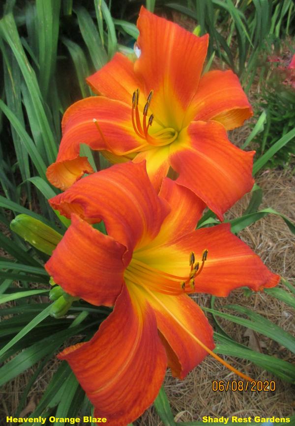 Heavenly Orange Blaze 003