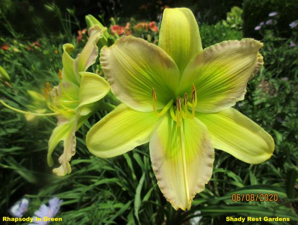 Rhapsody In Green 003