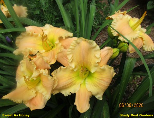 Sweet As Honey 002
