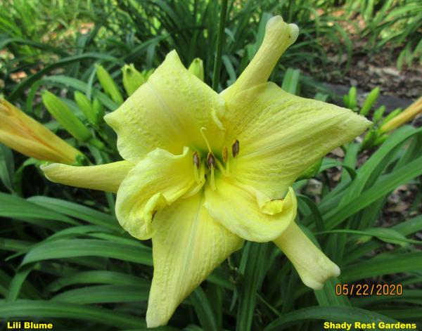 Lili Blume (2)