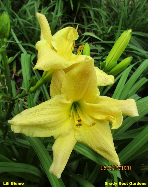 Lili Blume (3)