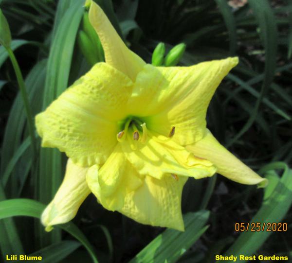 Lili Blume (4)