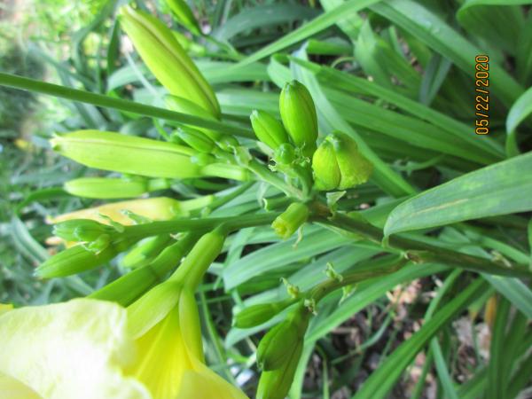 Lili Blume 002