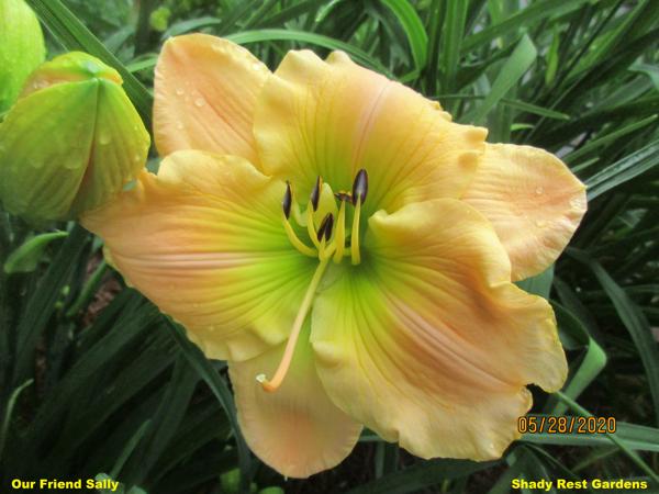 Our Friend Sally 002